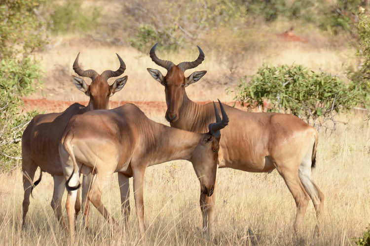 Geotours Tsavo East National Park_faf2c_lg.jpg